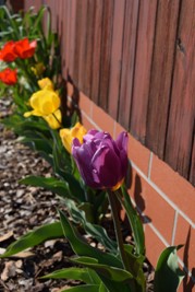 Tulipn_02